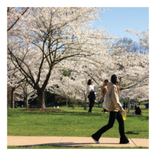Cherry blossom trees on campus